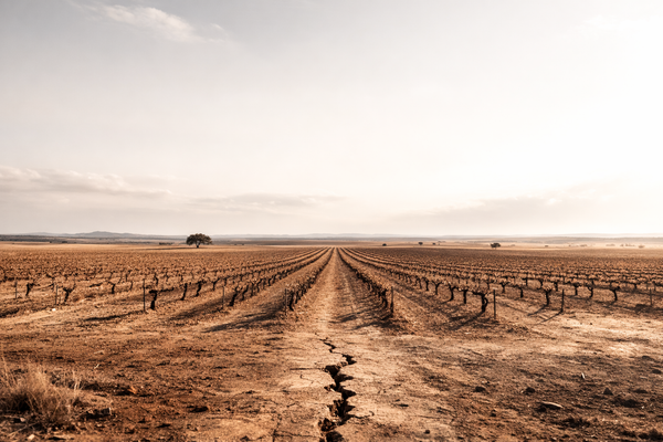 La geografía olvidada del vino español