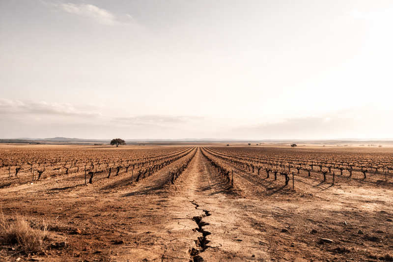 La geografía olvidada del vino español